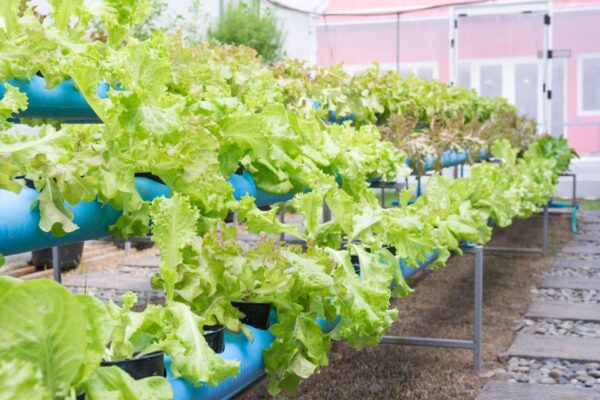 Aquaponics