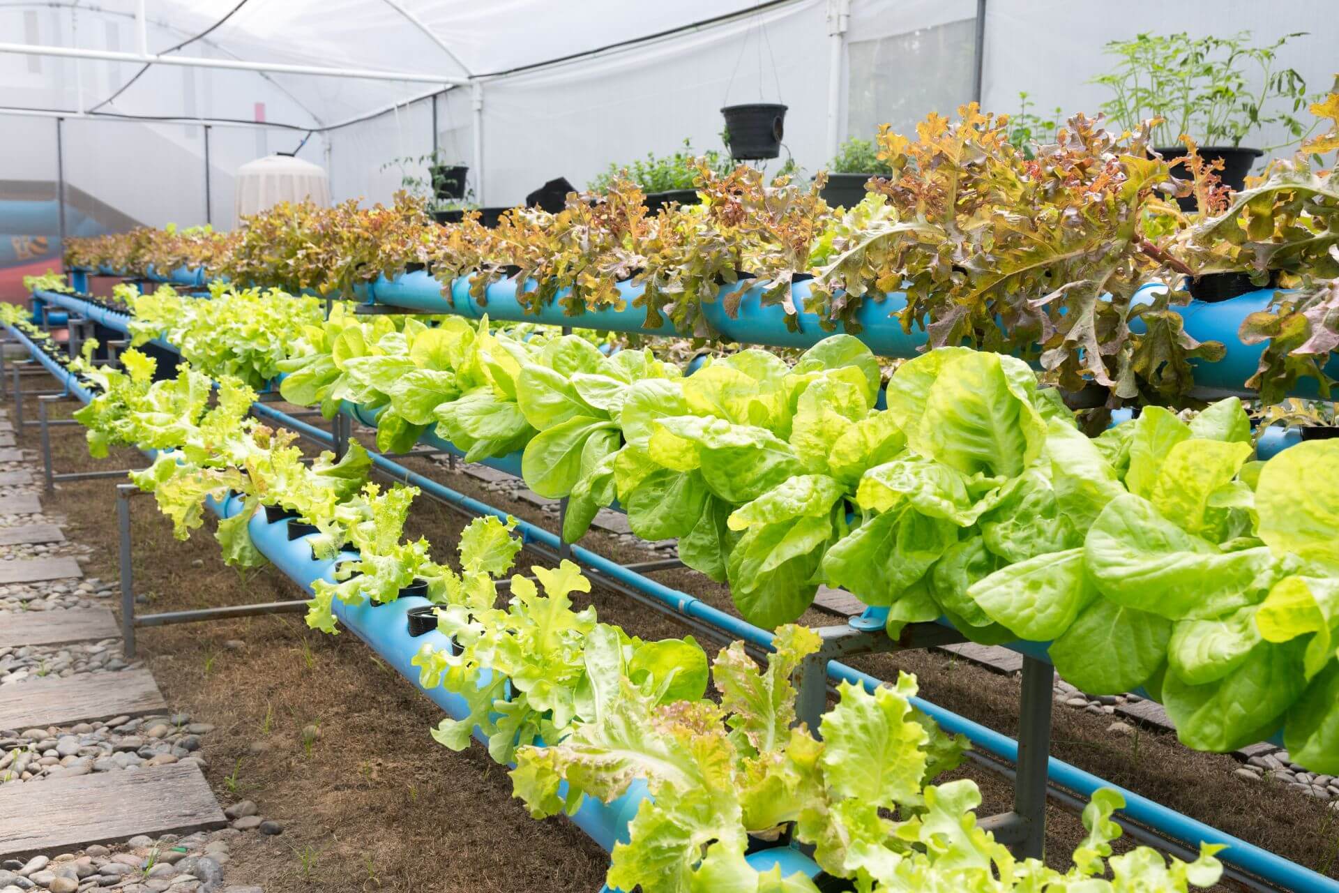 Read more about the article The Comprehensive Guide to Setting Up Your First Aquaponics System