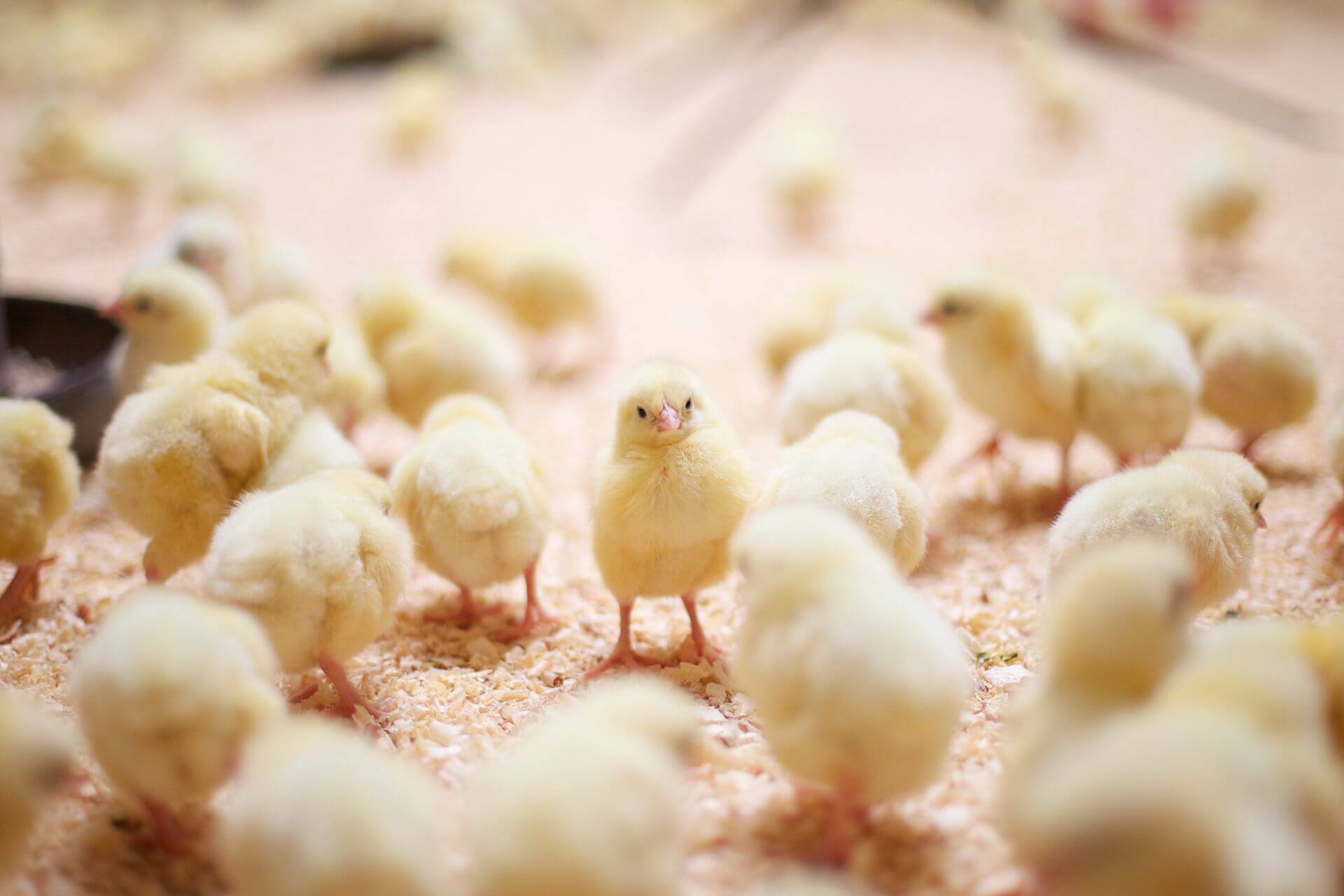 Read more about the article A Beginner’s Guide to Hatching Chicks