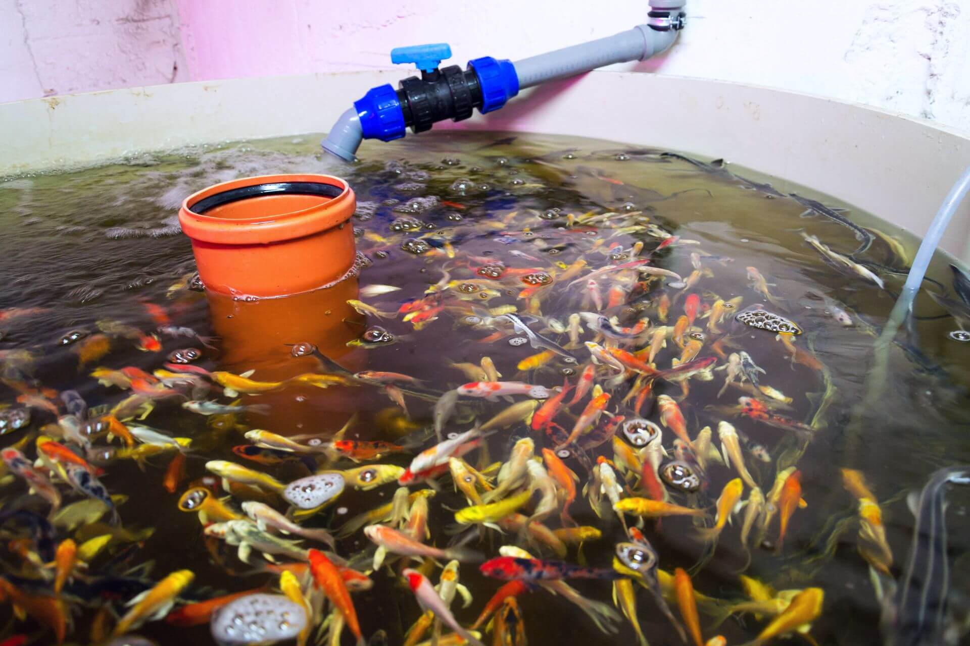 Read more about the article How to Choose the Right Fish for Your Aquaponics System